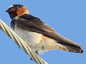 Cliff Swallow